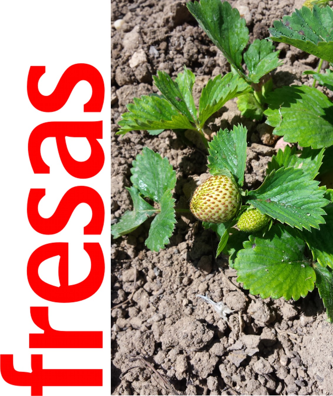 16fresas