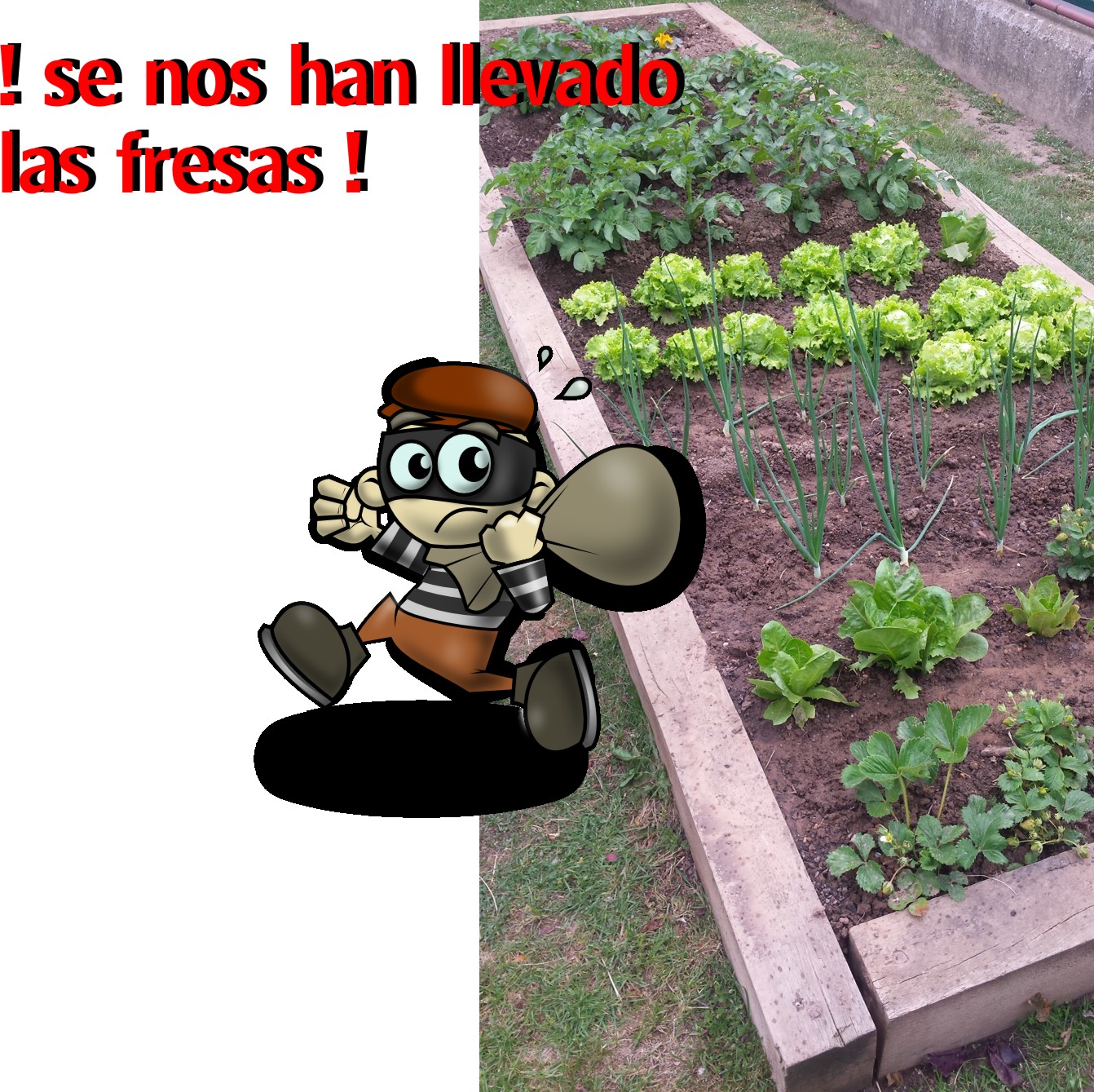 16nofresas