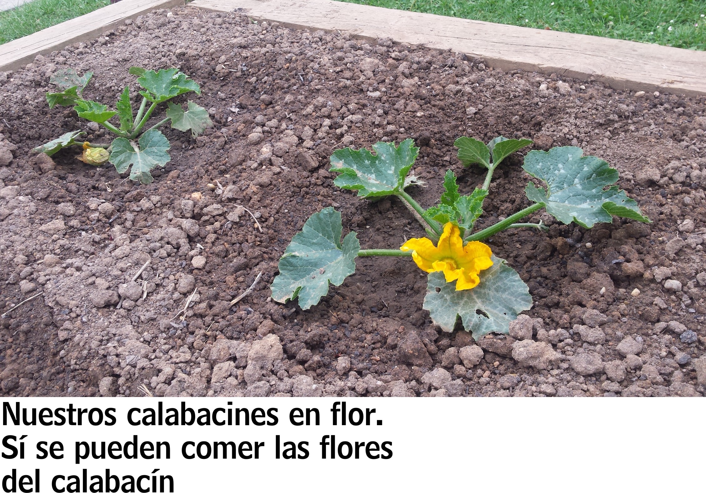 calabacn