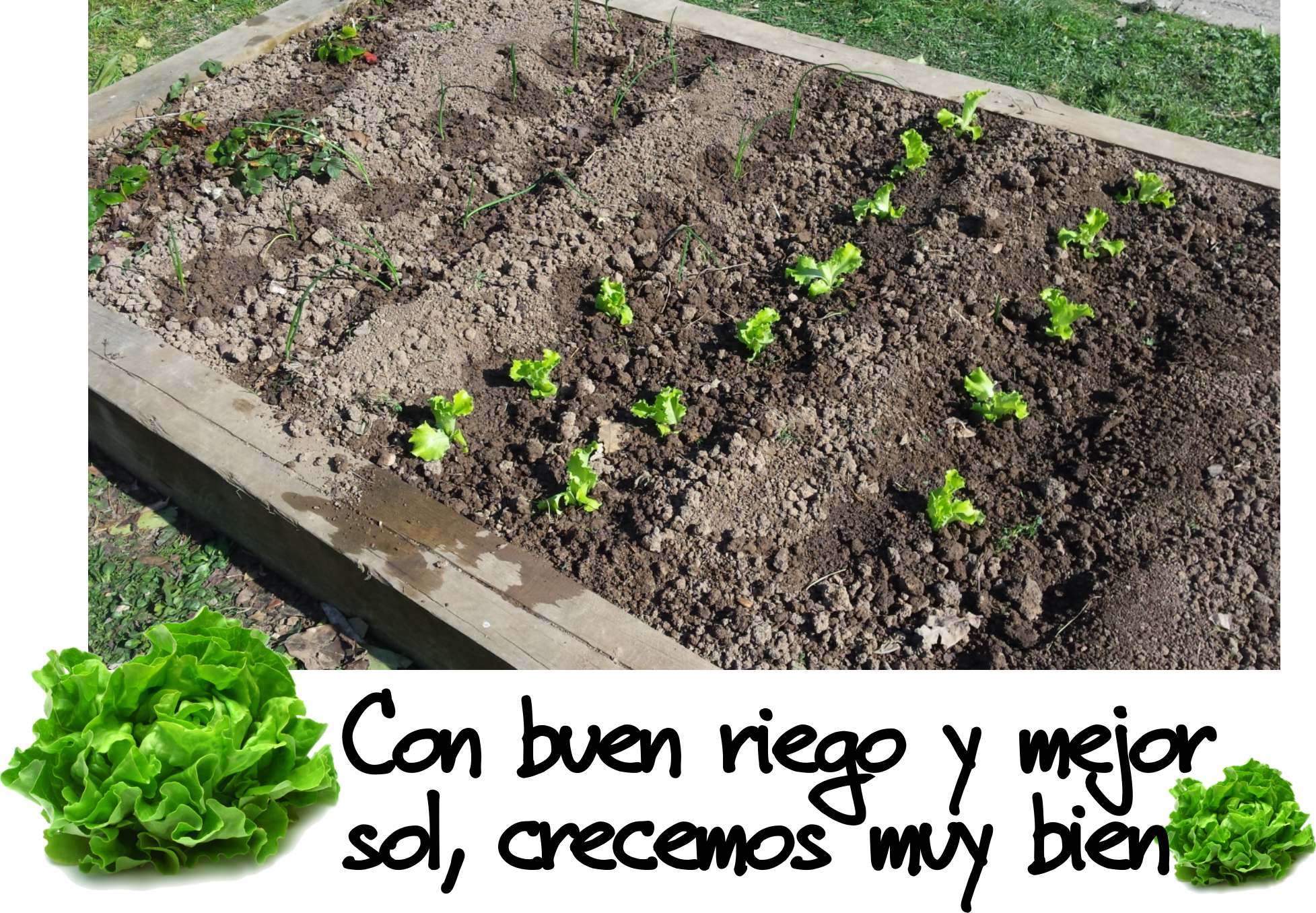 huerto lechugas1