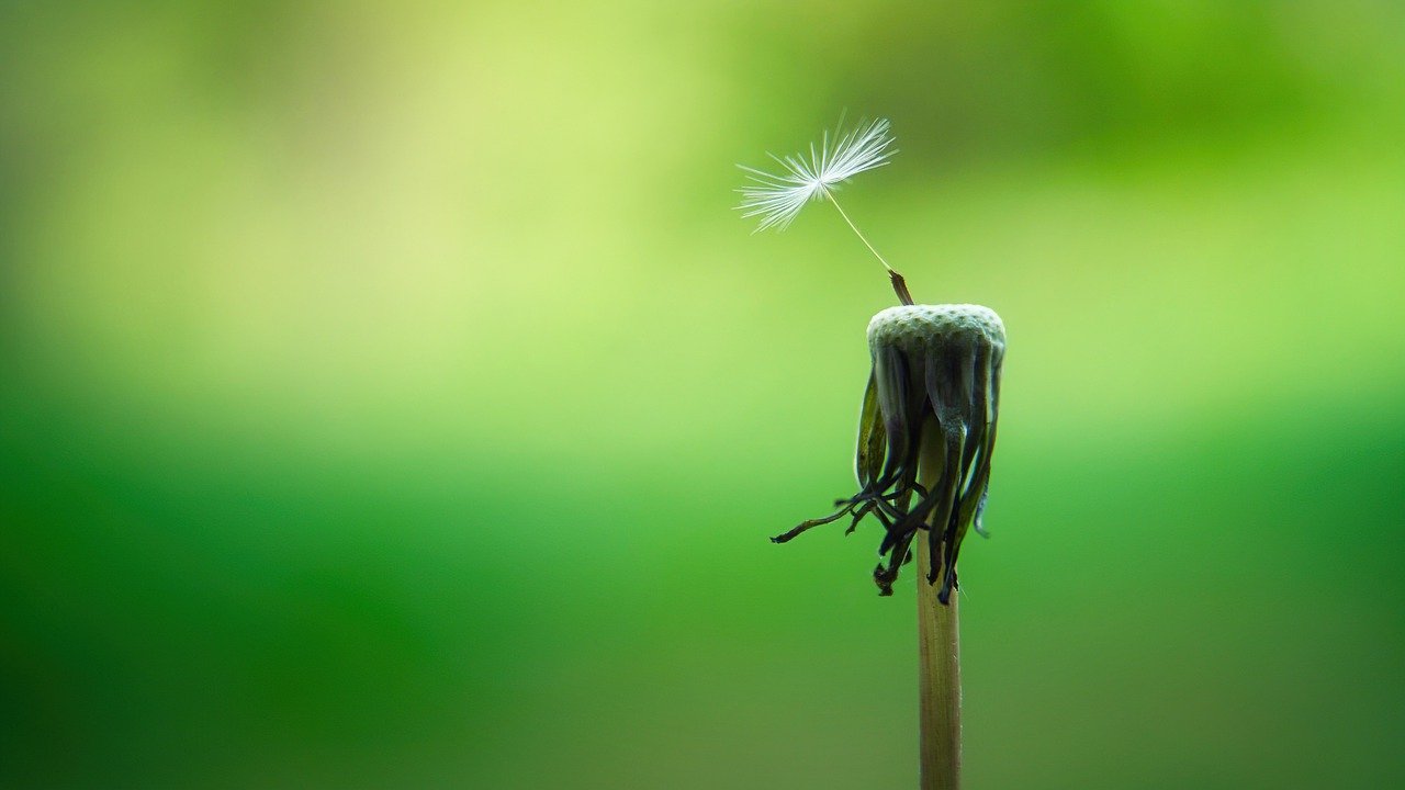 dandelion 5178095 1280